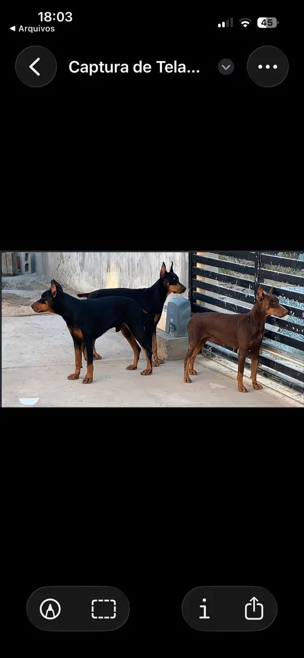 VENDA DE FILHOTES DE DOBERMAN