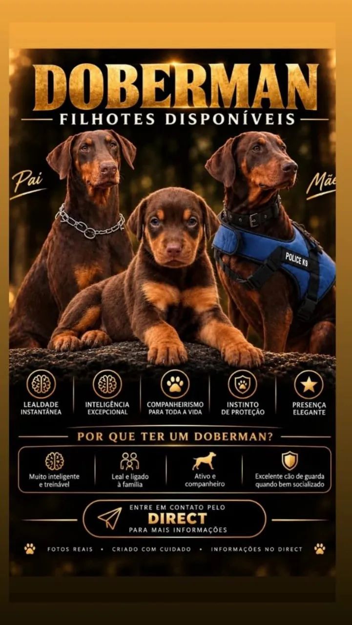 Doberman - Foto 2