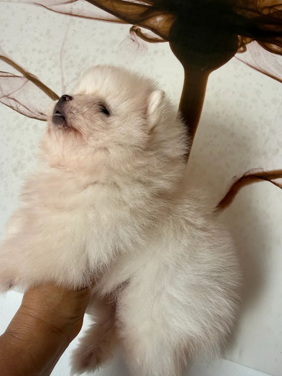 Spitz alemão anão  - Foto 2