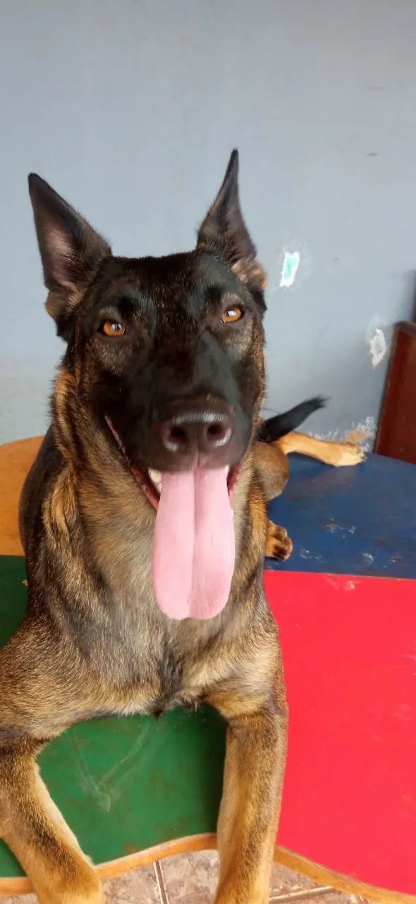 ADOÇÃO RESPONSÁVEL - Pastor Belga Malinois - Foto 3
