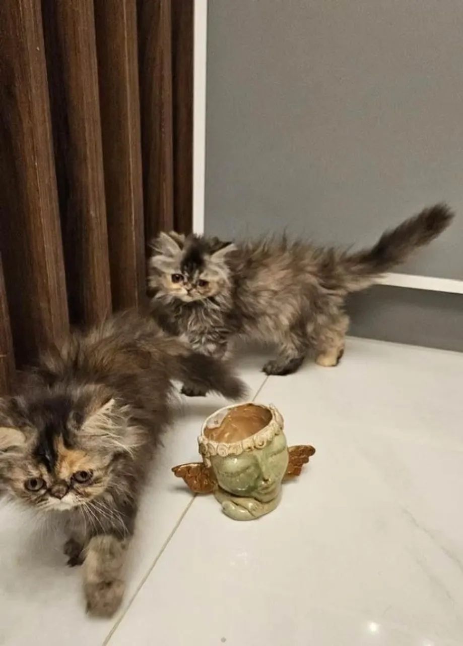 Gato Persa lindos filhotinhos com aparência nobre