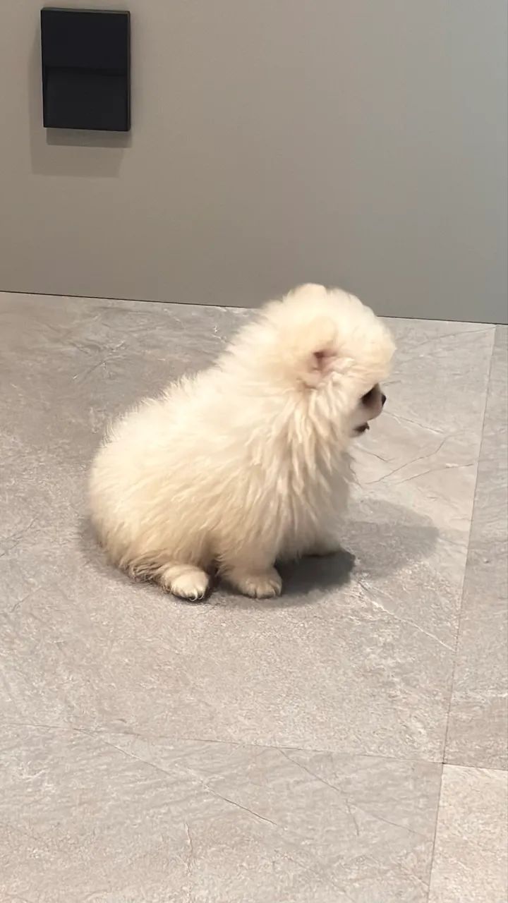 Spitz alemão anão  - Foto 3