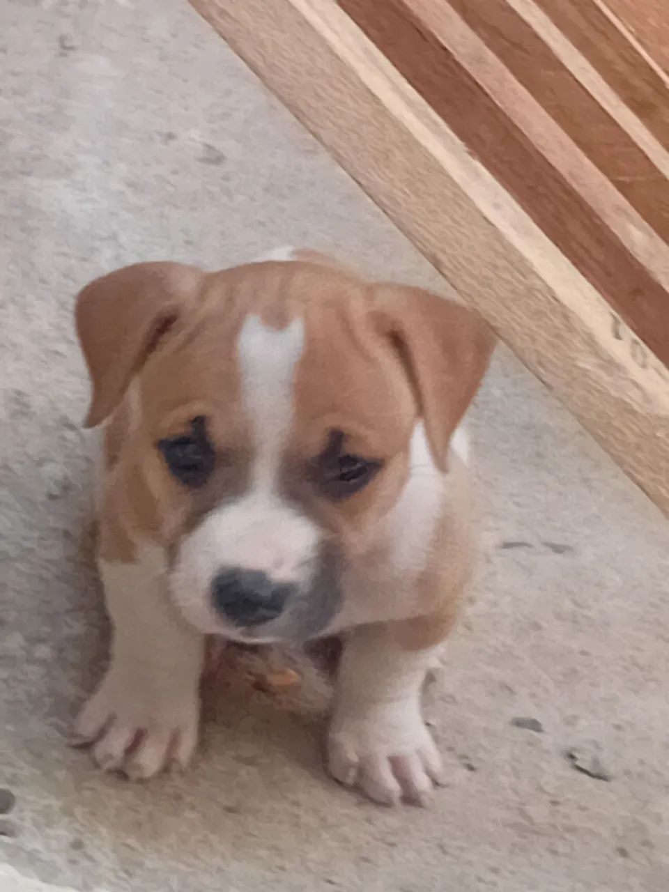 Bully  - Foto 2