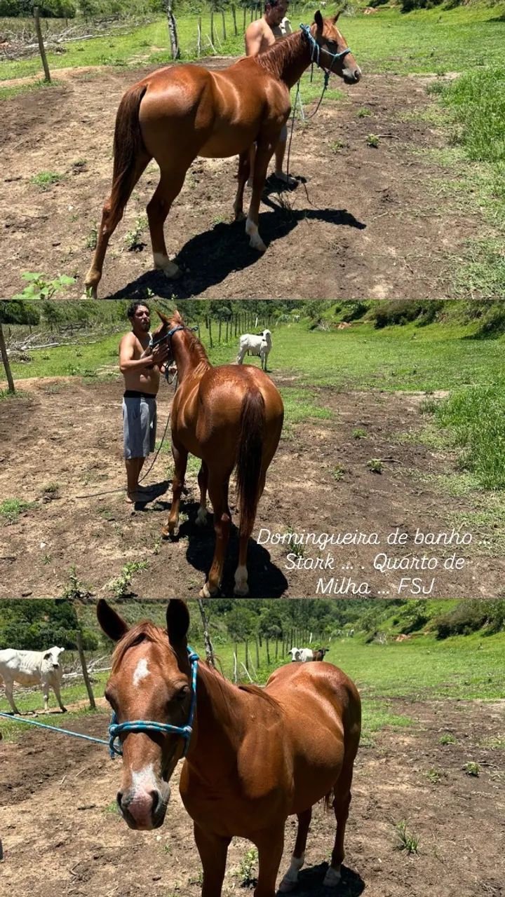 Quarto de Milha - Foto 3