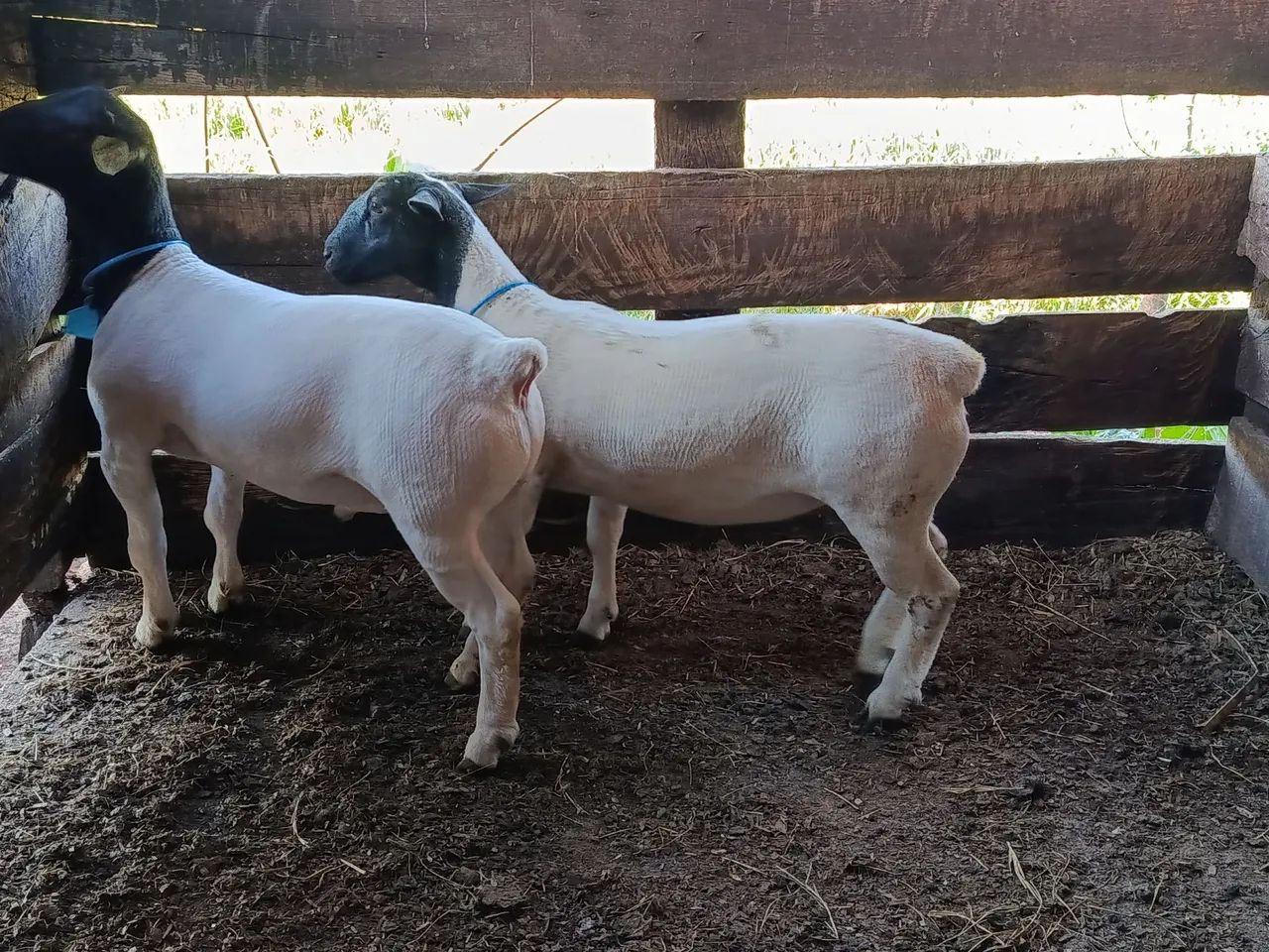 Casal de carneiro DORPER  - Foto 2
