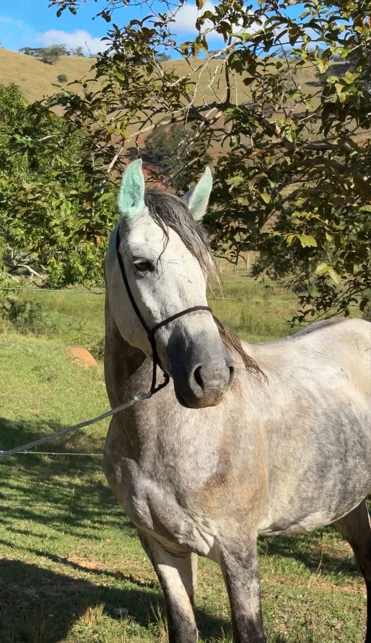 Vendo cavalo marchador batida 