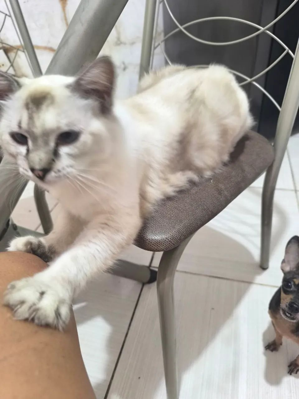 Doação de uma gatinha - Foto 2