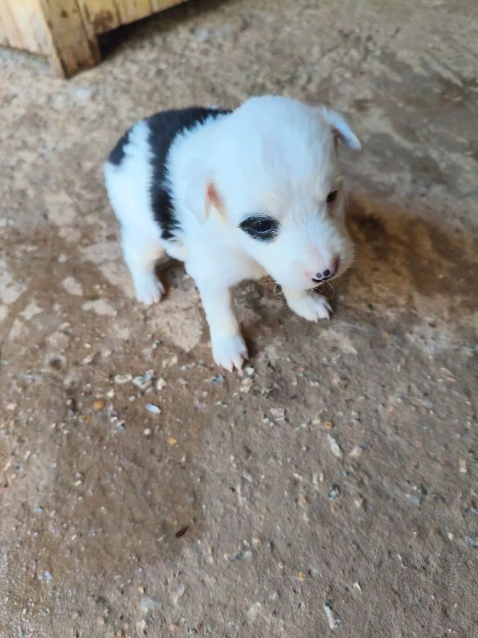 Bader collie  - Foto 4