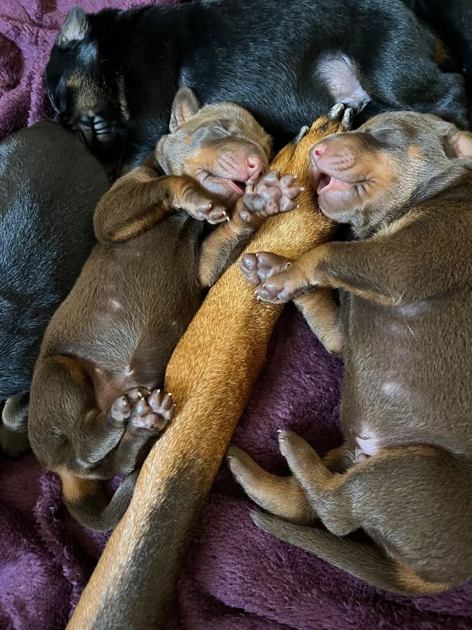 Doberman - Pedigree CBKC - Foto 2