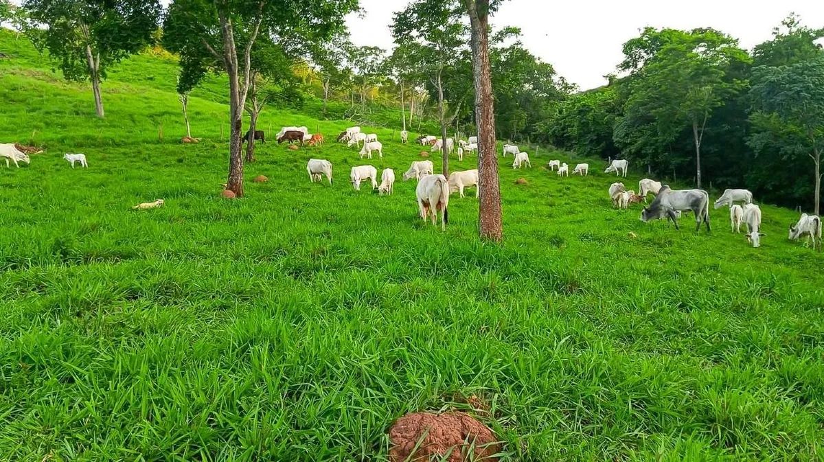 Imóvel rural, 110 m² no Zona Rural em Jaú do Tocantins