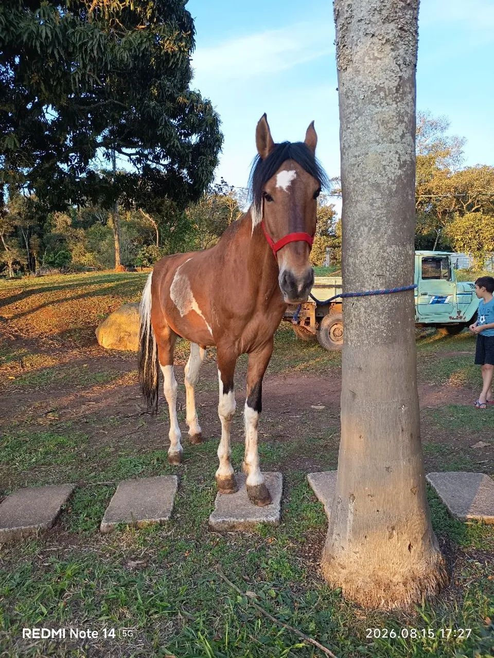 Cavalo pampa campolin - Foto 2