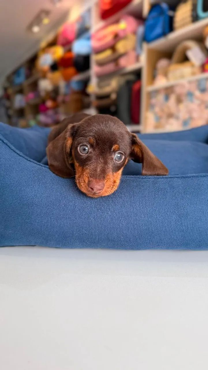 DASCHUND MINI MACHO  - Foto 3