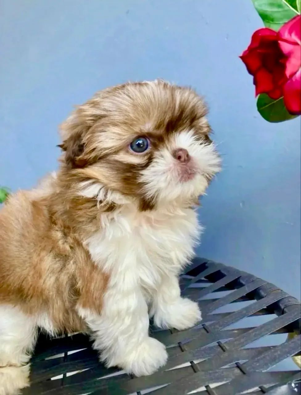 Shih Tzu - Foto 2