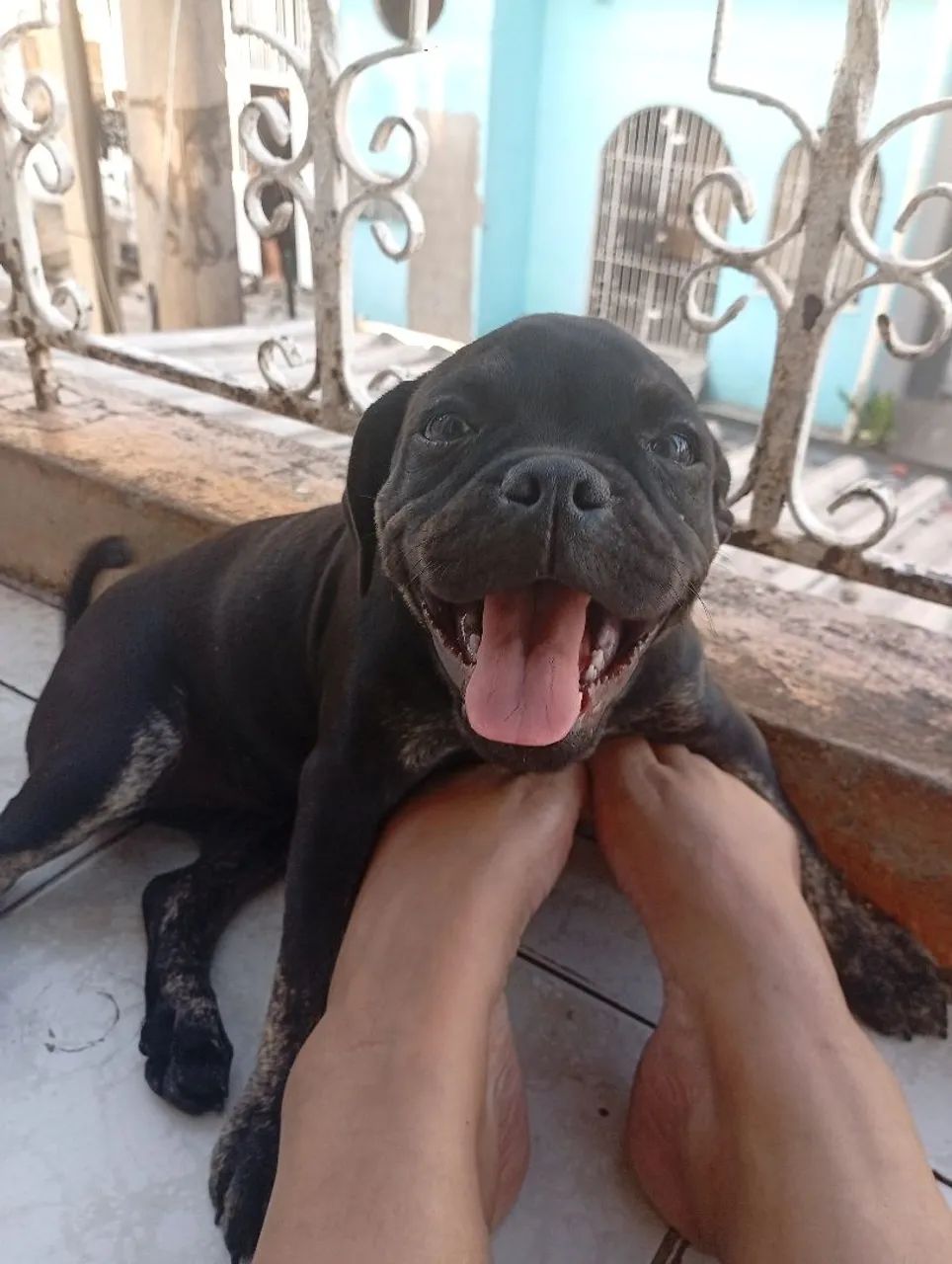 American Bully - Foto 4