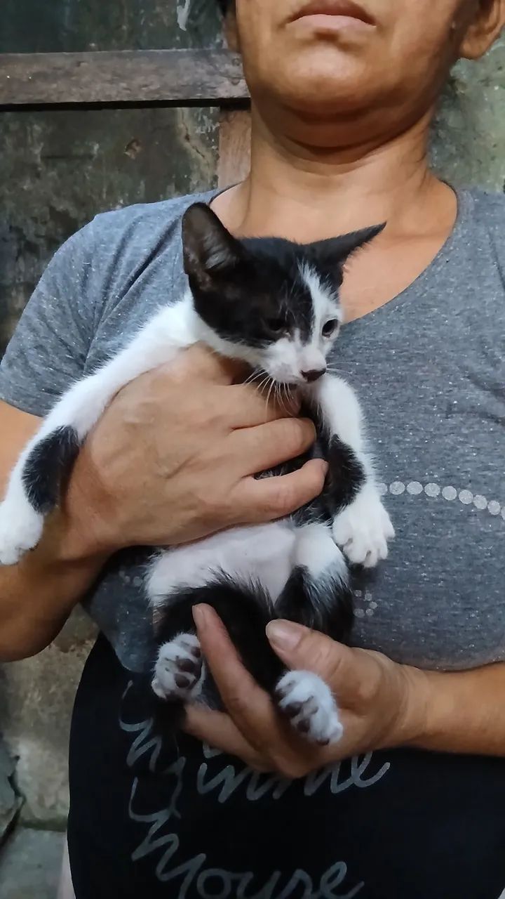 ANIMAIS PRA ADOÇÃO RESPONSÁVEL, CONSCIÊNTE E DEFINITIVA. 