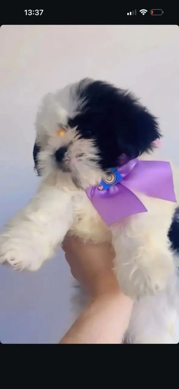 Shihtzu zero focinho com pedigree  - Foto 4