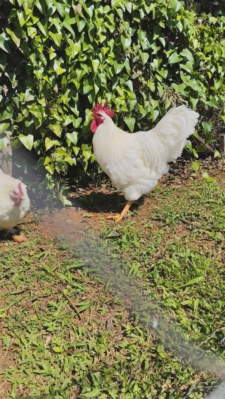 Venda de aves - Foto 2