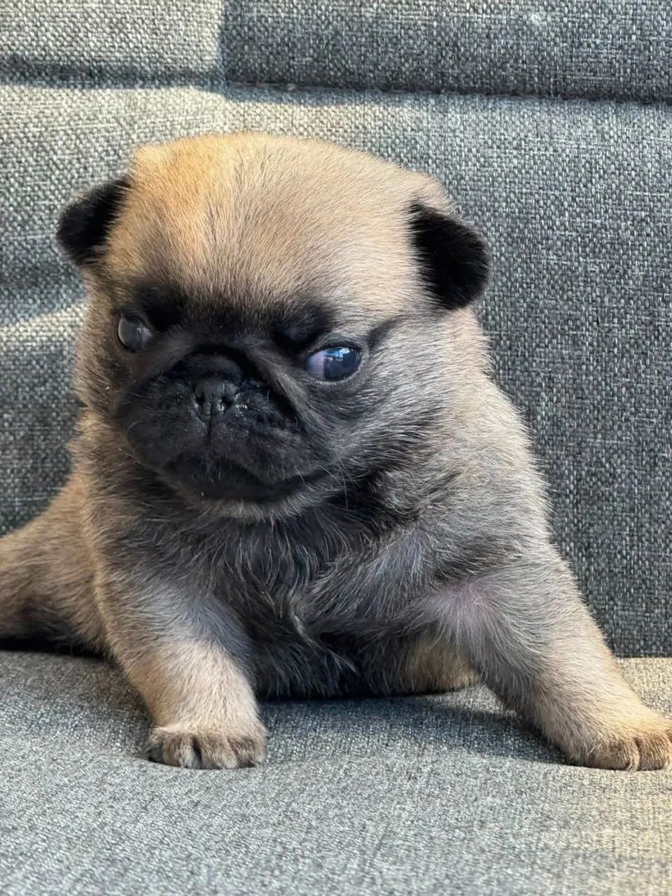 Pug - Foto 4