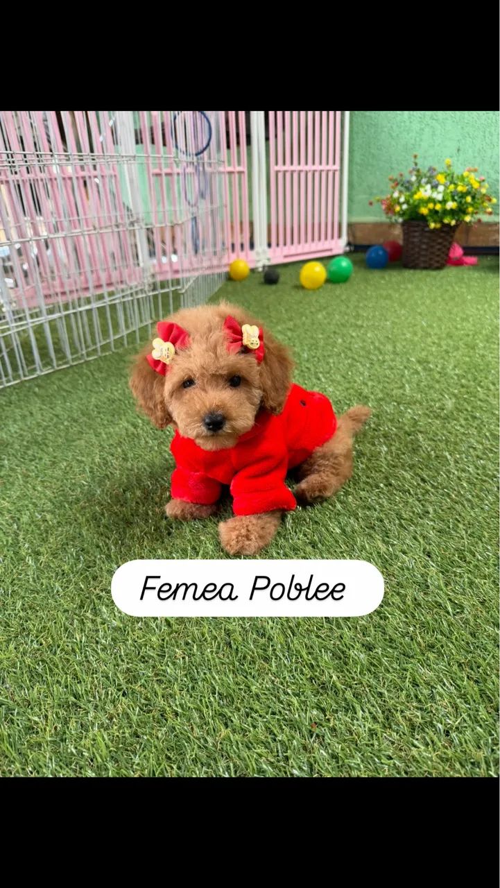 Poodle  - Foto 4