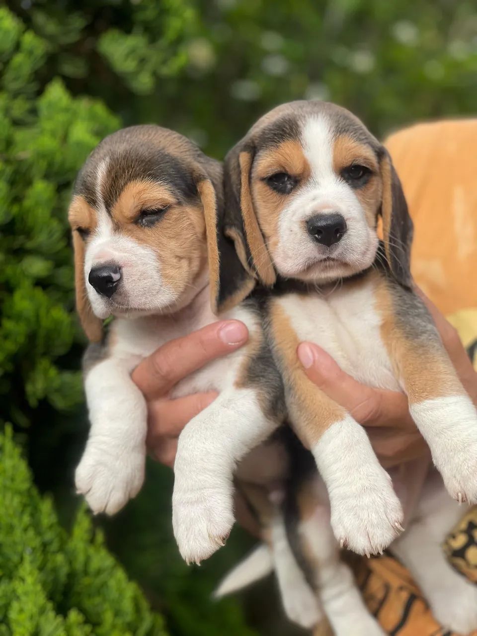 Beagle padrão raça com garantia