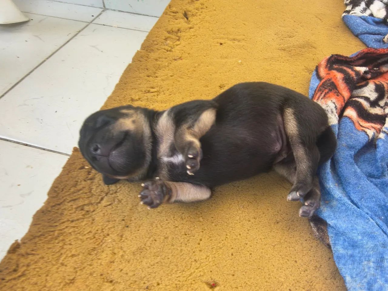 Cachorro  - Foto 2