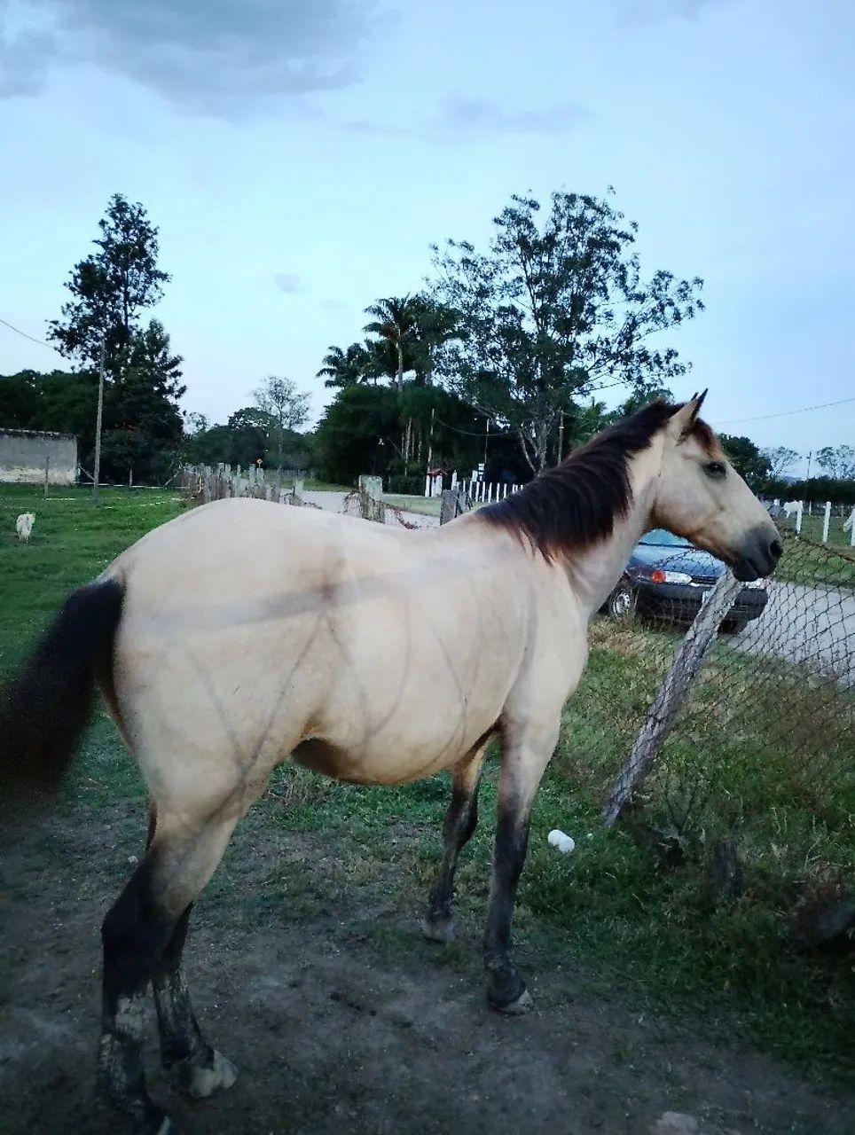 Cavalo Manso - Foto 2