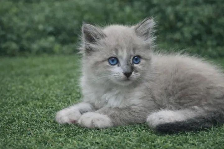 Gatinhos fofinhos - Foto 6