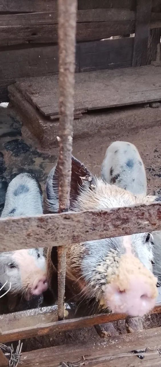 Leitões e uma marroa  - Foto 2