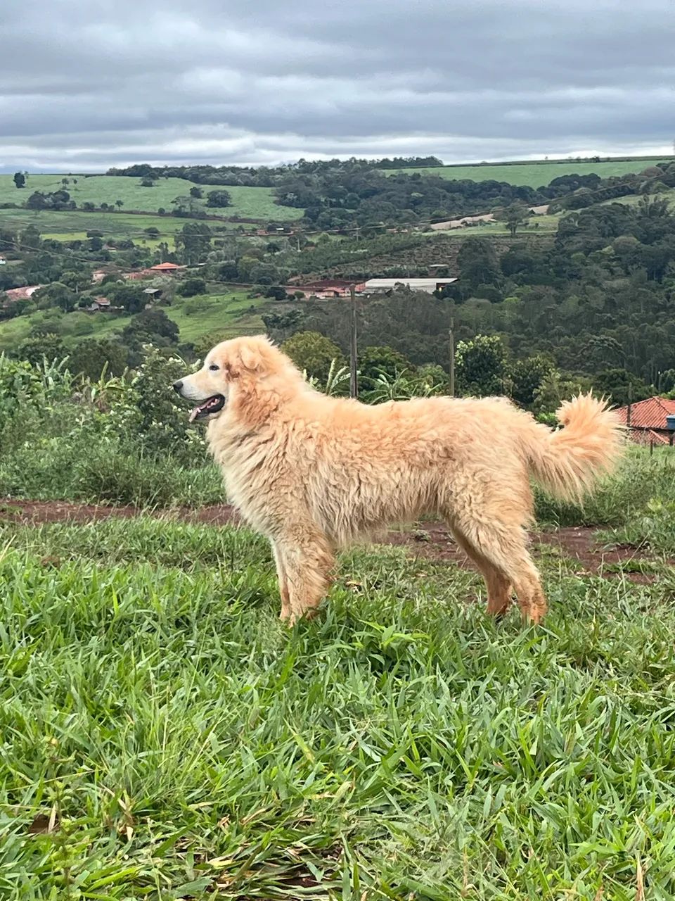 Pastor Maremano 1 ano  - Foto 2