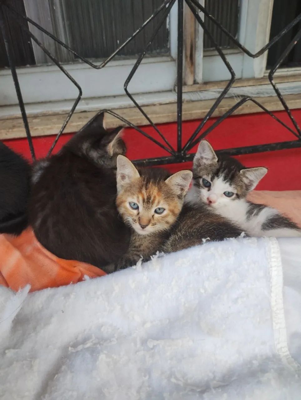 Gatinhos para adoção  - Foto 4