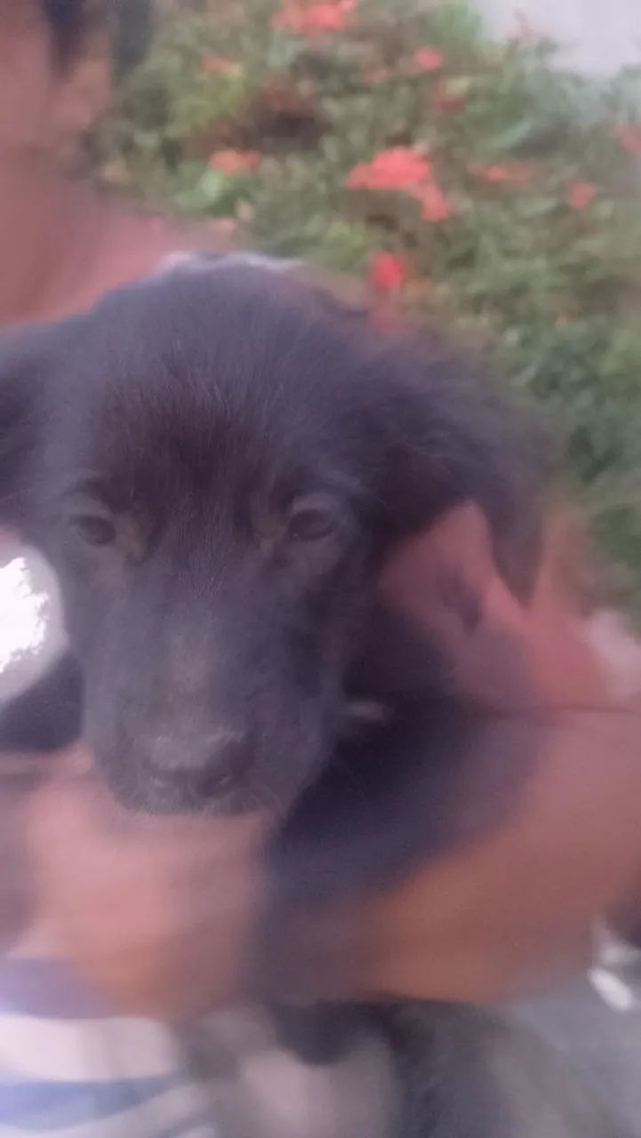 Doação de cachorro srd