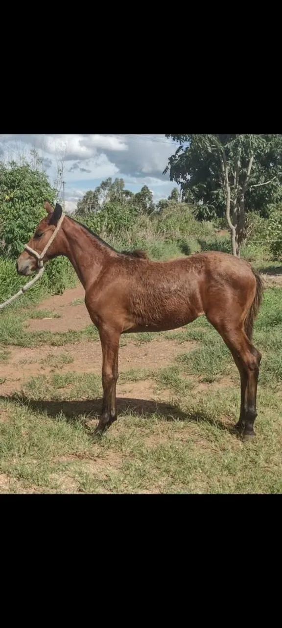 Potra mangalarga marchado