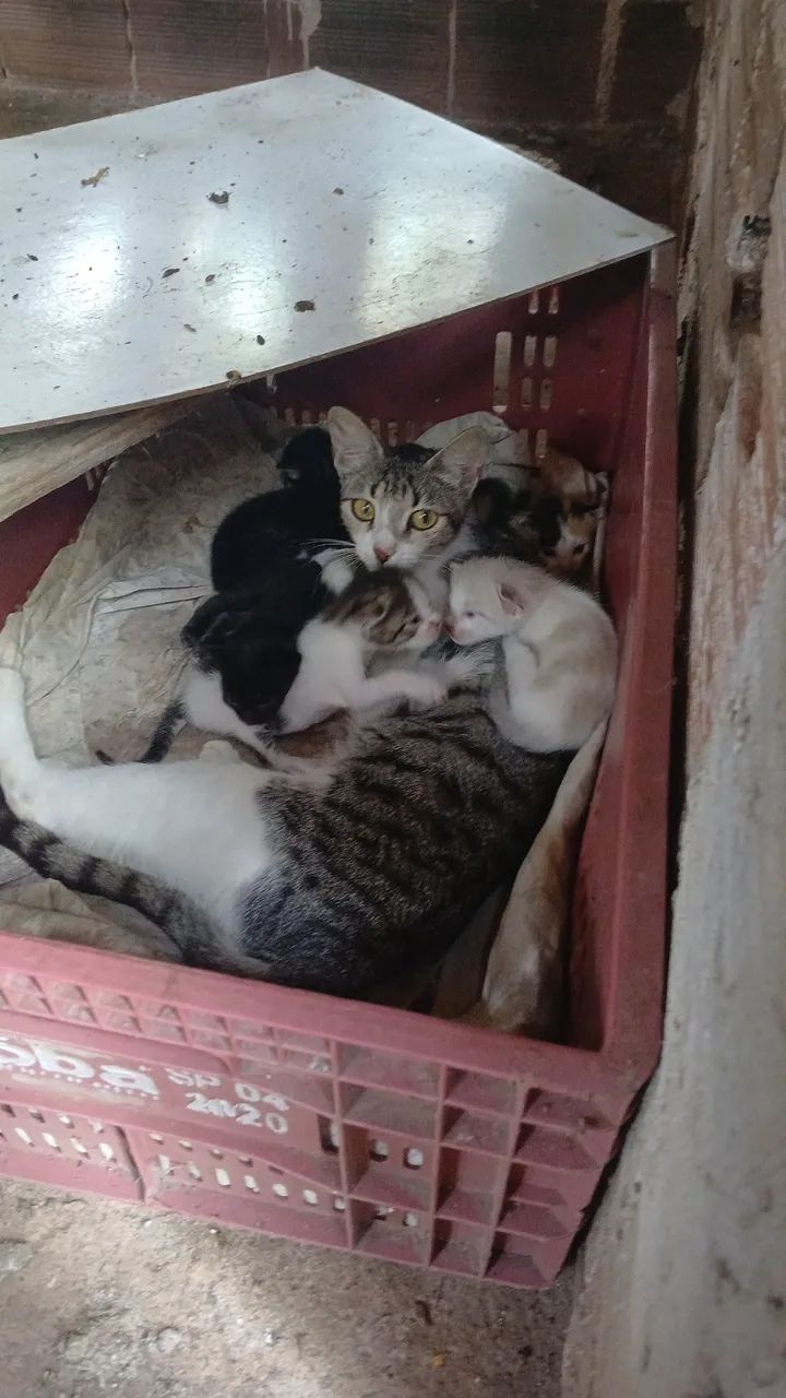 Doação de gatinhos 