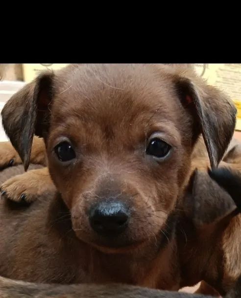 PINSCHER MACHO ZERO - Foto 2