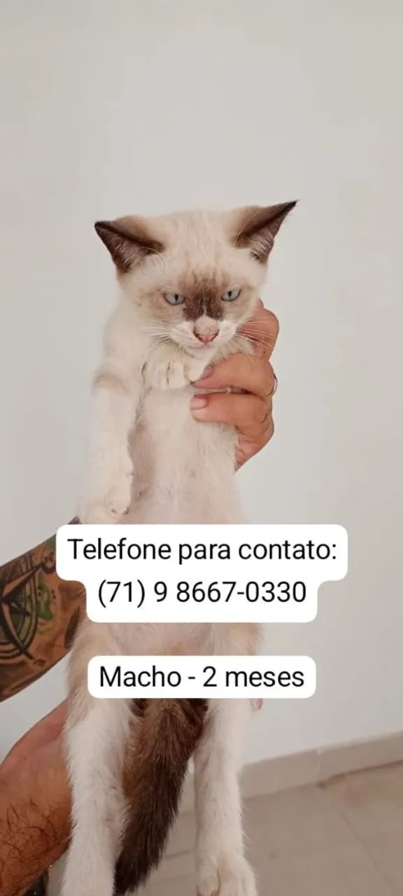 A procura de uma família ( doação) - Foto 4