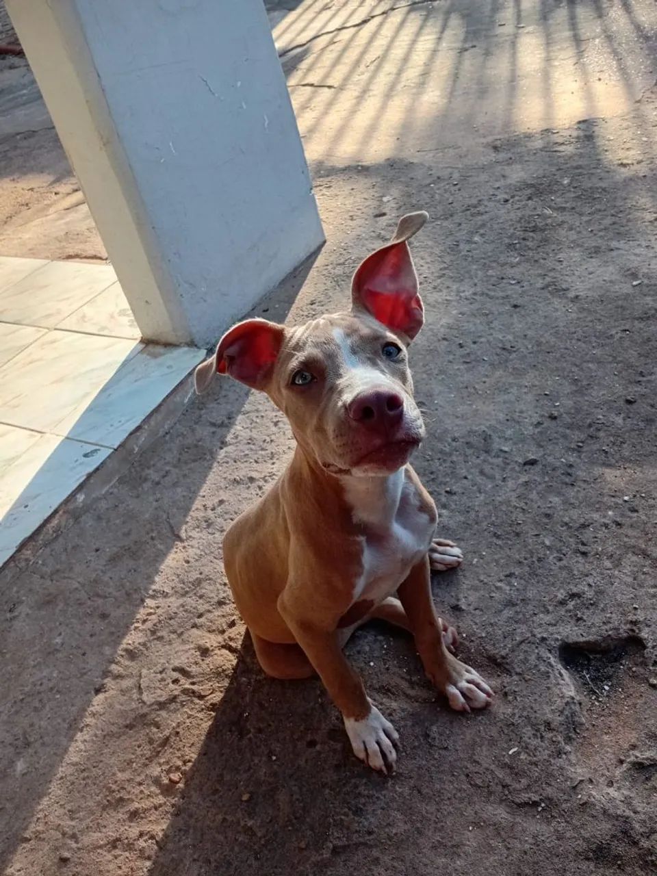 Pitbull 