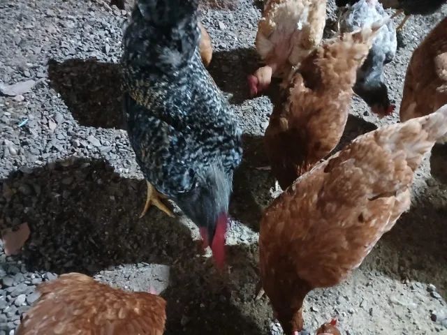 Tenho 10 galinhas poedeiras raça Isa Brown pra Vender - Foto 4