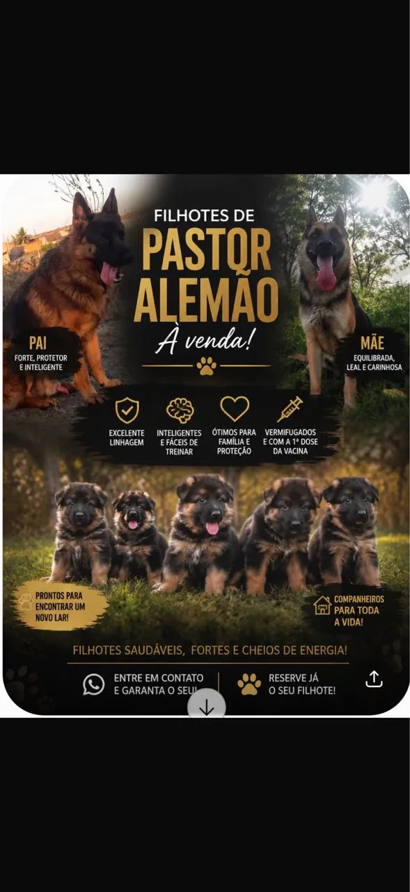 Vendo filhotes de pastor alemão 
