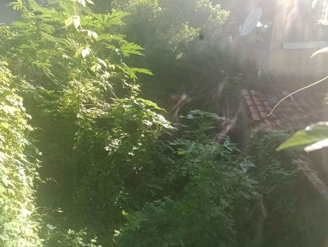 Faço capina  - Foto 2