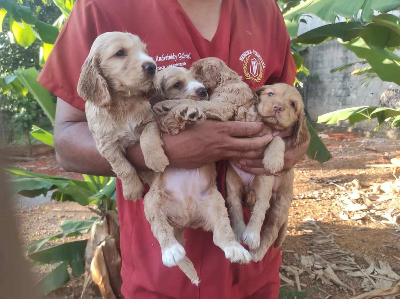 Vendo filhotes de Cocker spaniel  - Foto 2
