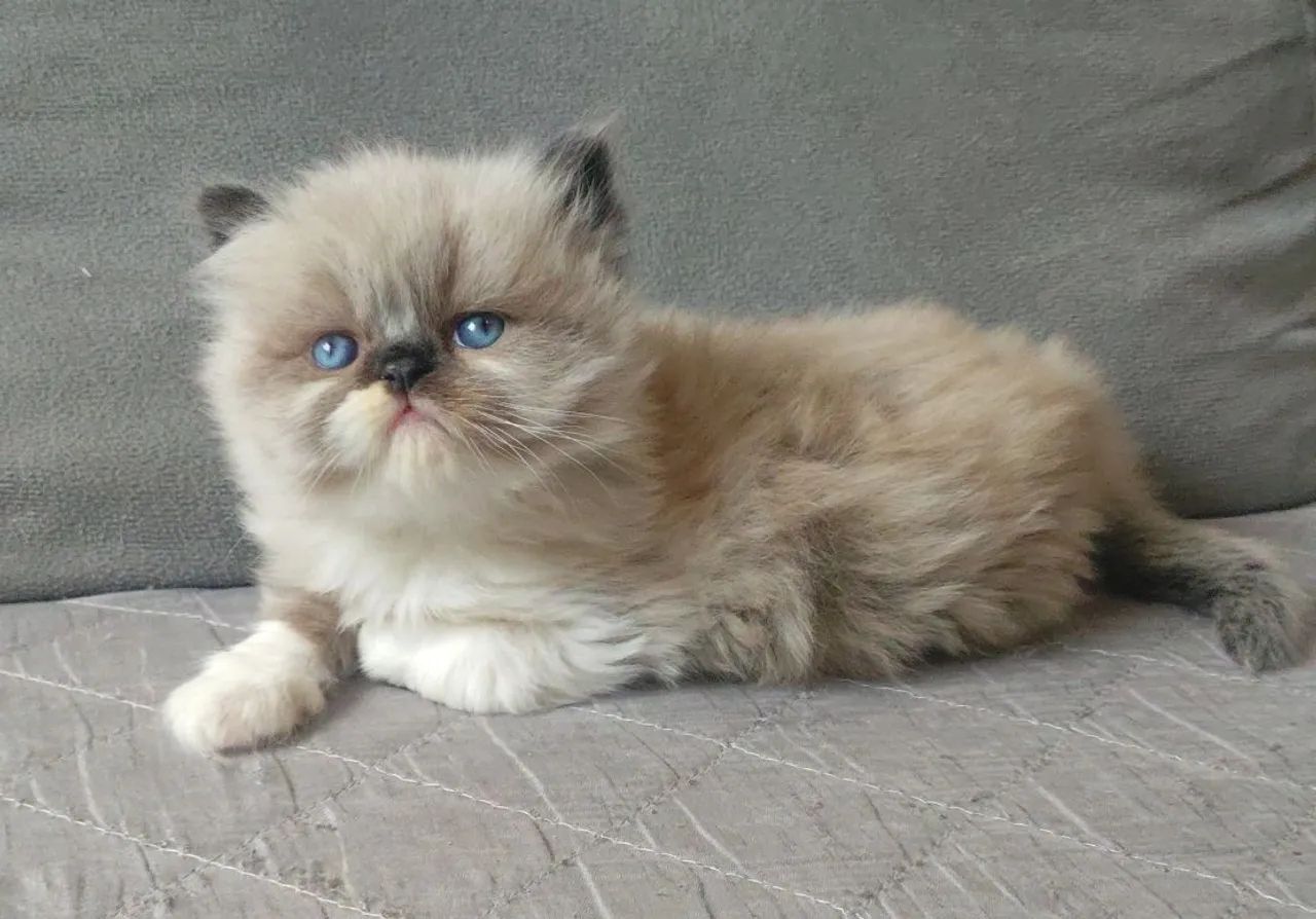 Gatos Persa