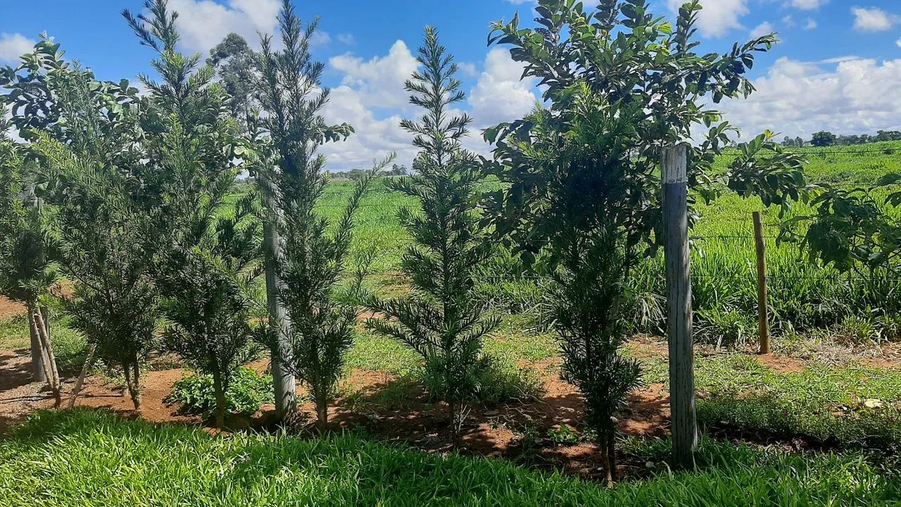 Sitio ,Sidrolandia - Foto 3
