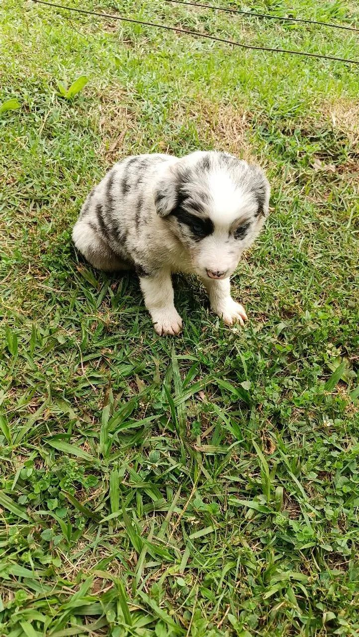 Border collie. Puros  - Foto 3