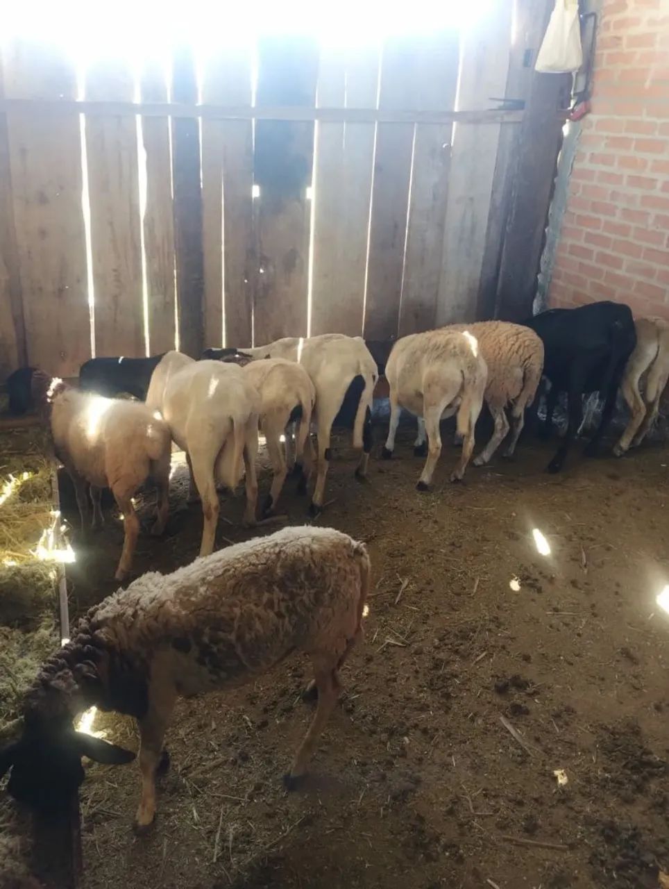 Lotes ovinos 