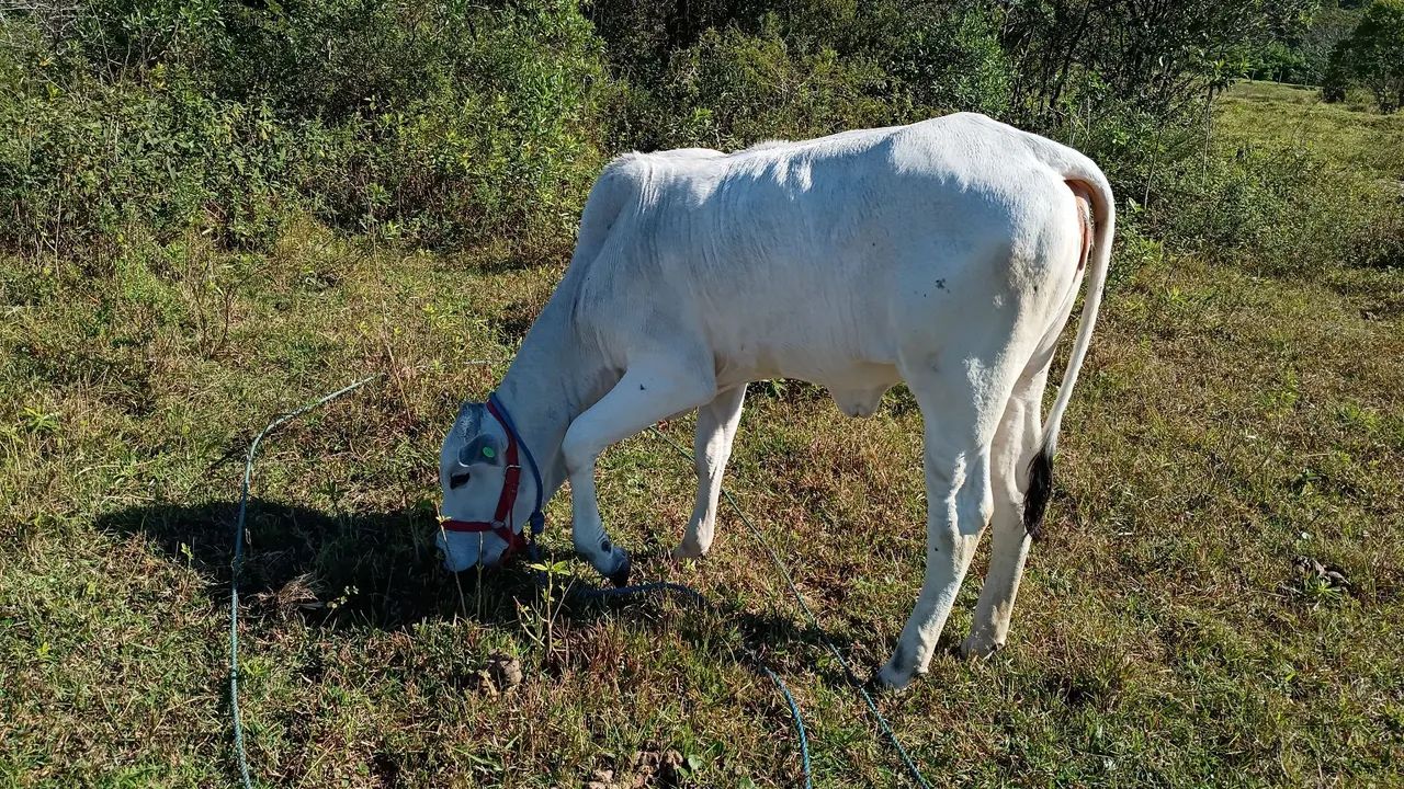 Vendo terneiros  - Foto 4