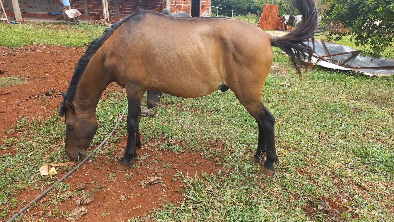 Cavalo domado  - Foto 6