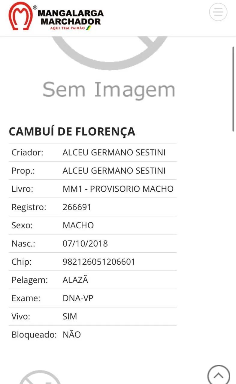 Cavalo mangalarga marchador  - Foto 5