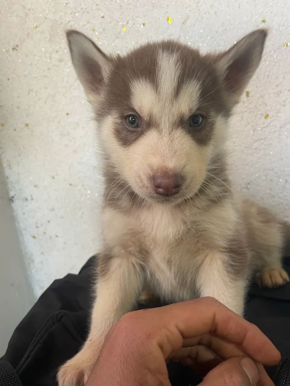 HUSKY  800$ - Foto 3