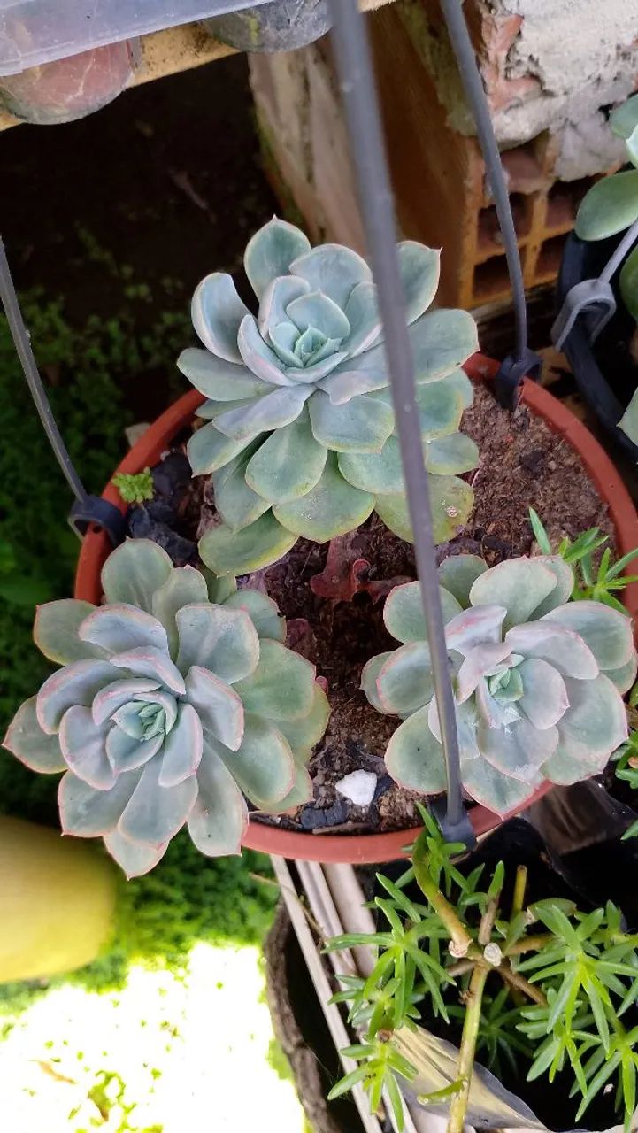 cuia de suculentas  - Foto 3