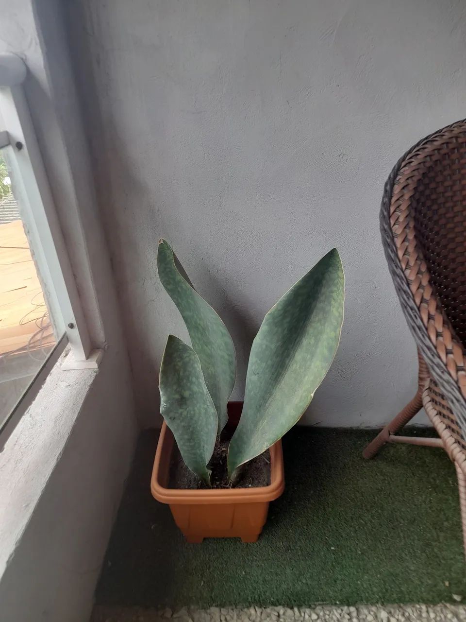 Planta espada de São Jorge-Folha larga Linda